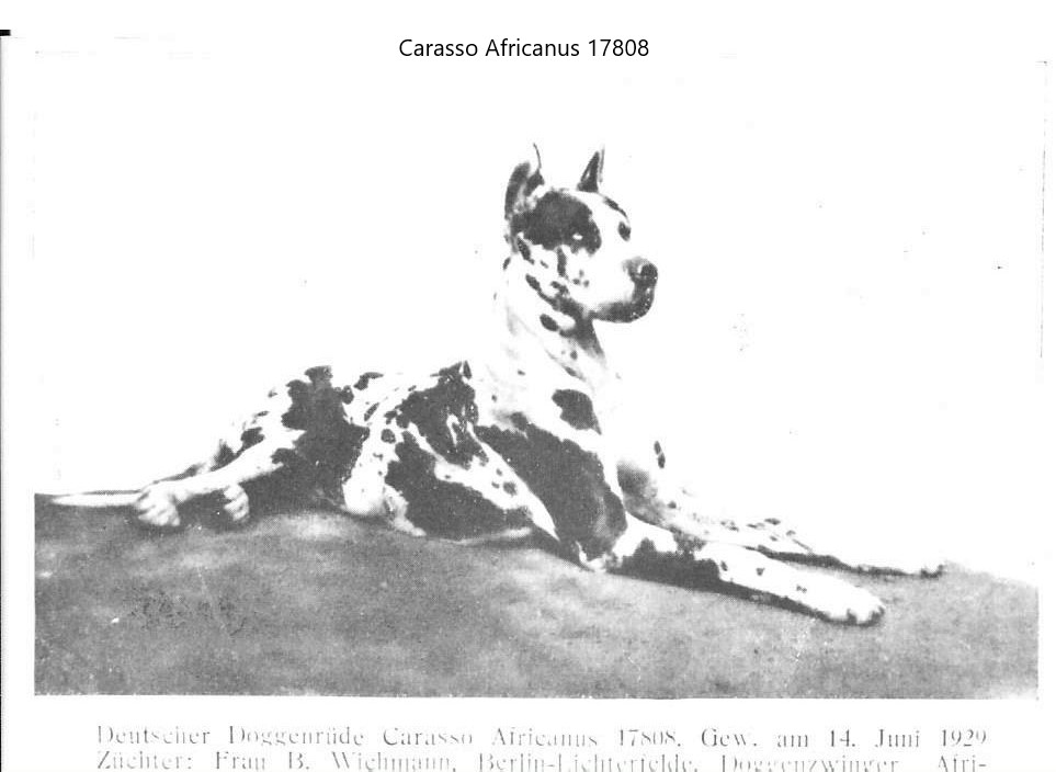 Carasso Africanus